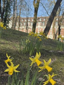 Quand les jonquilles illuminent la ville, le printemps frappe doucement à nos cœ...