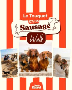 Amateurs de teckels : cet événement est fait pour vous !...