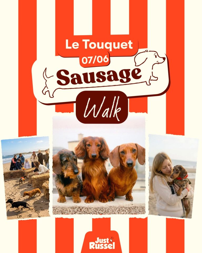 Amateurs de teckels : cet événement est fait pour vous !...