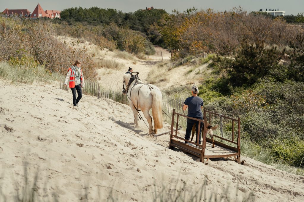 Des chevaux de trait pour assister les services techniques de la Ville du Touque...