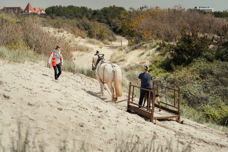 Des chevaux de trait pour assister les services techniques de la Ville du Touque...
