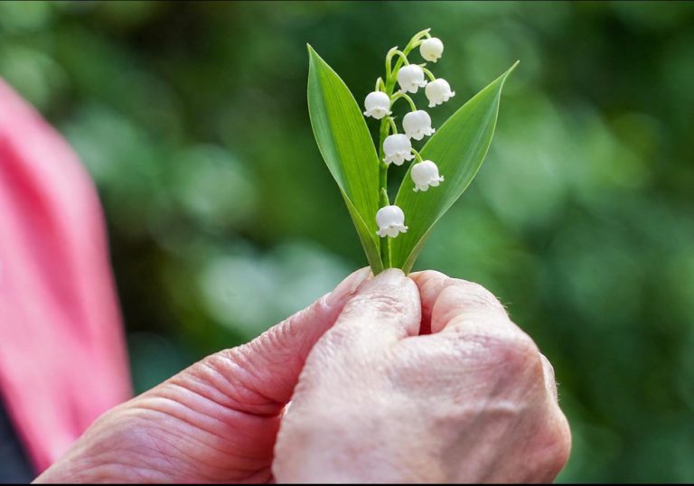 Le 1er mai, c’est bien plus qu’un brin de muguet…...